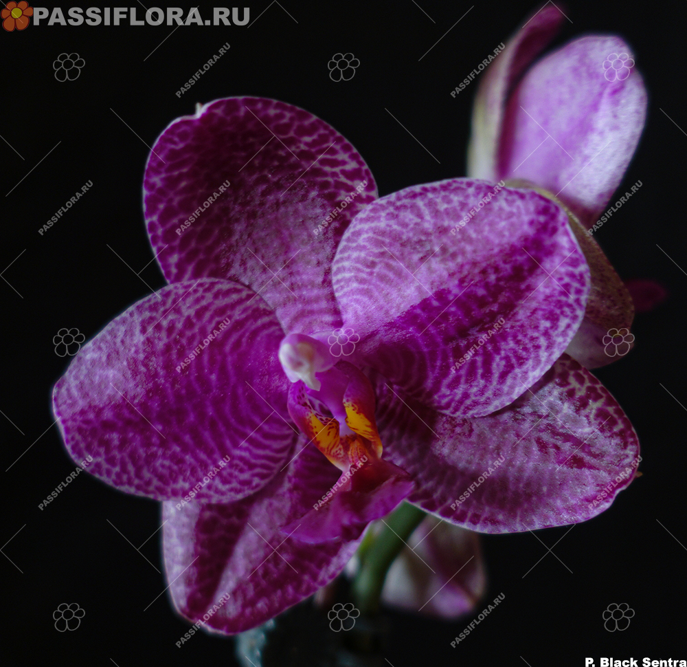 passiflora.ru