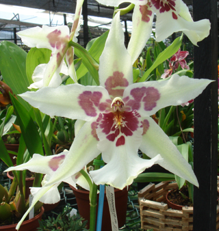 passiflora.ru