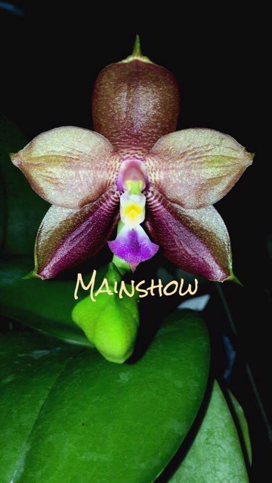 passiflora.ru