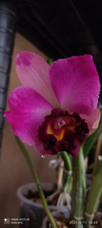 IMG_20210611_180858.jpg