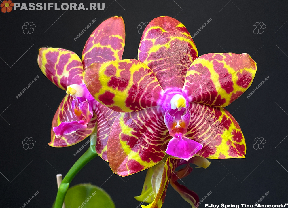 passiflora.ru
