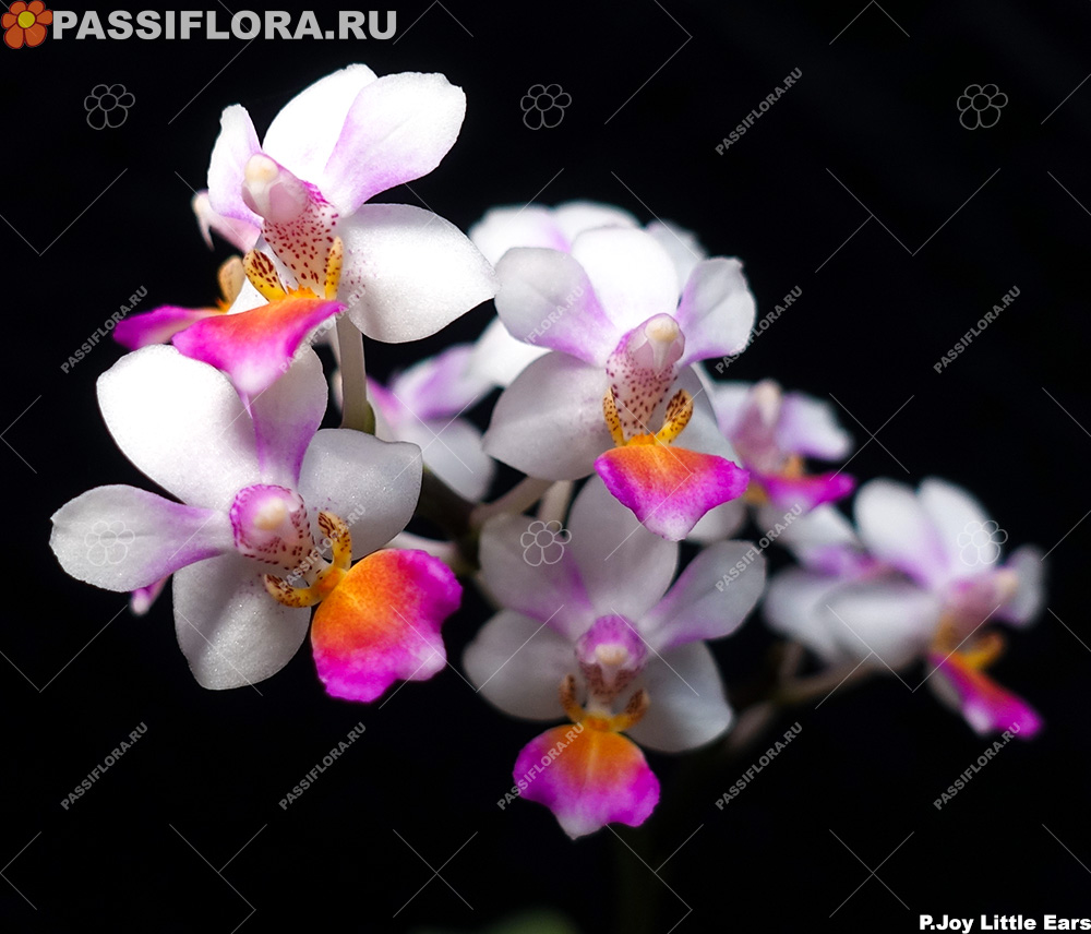 passiflora.ru