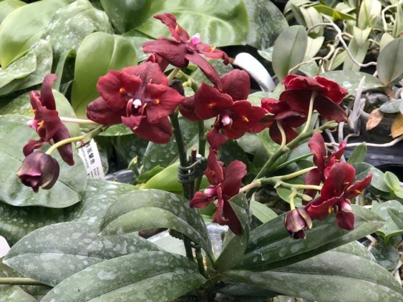 passiflora.ru