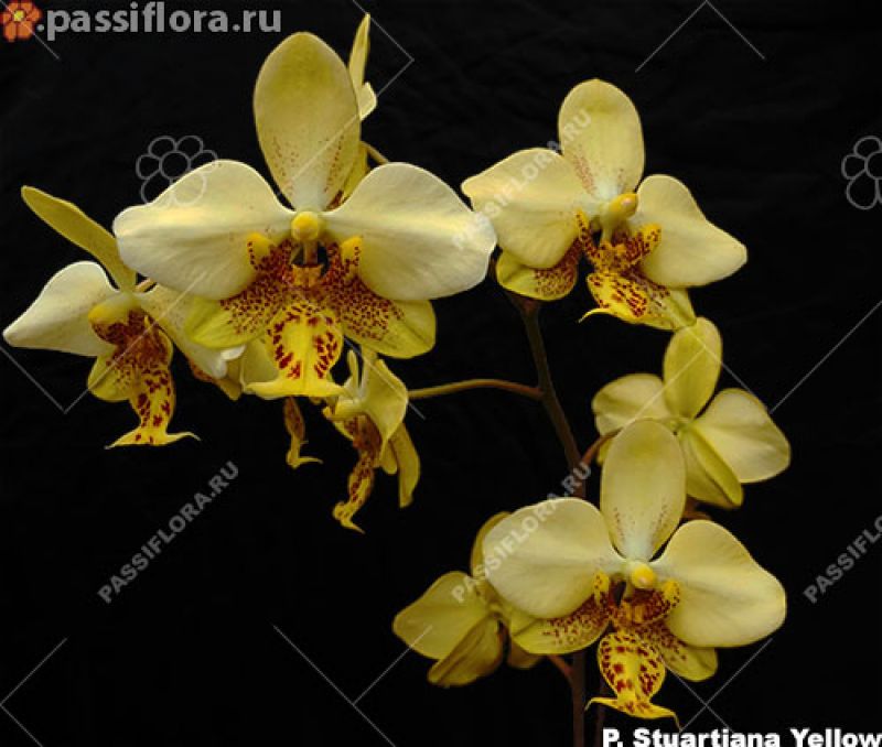 passiflora.ru