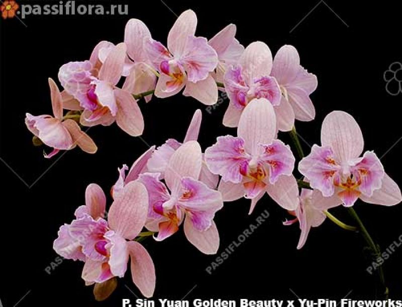passiflora.ru