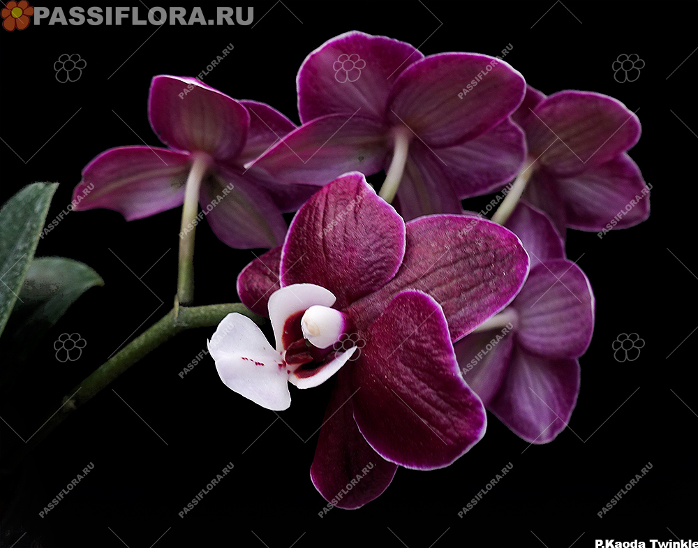 passiflora.ru