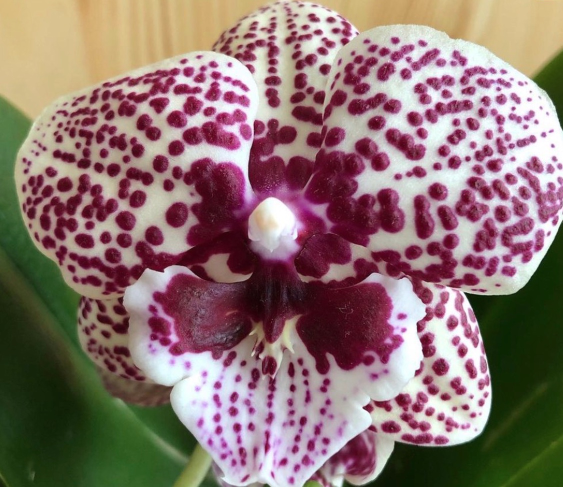 passiflora.ru