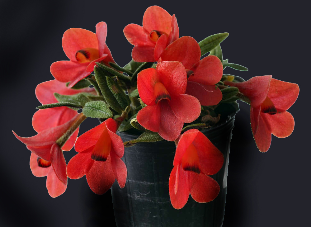 passiflora.ru