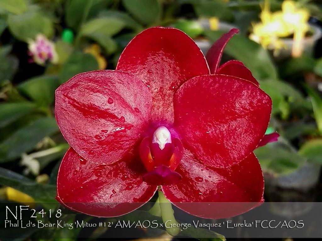 passiflora.ru