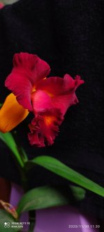 IMG_20201130_113049.jpg