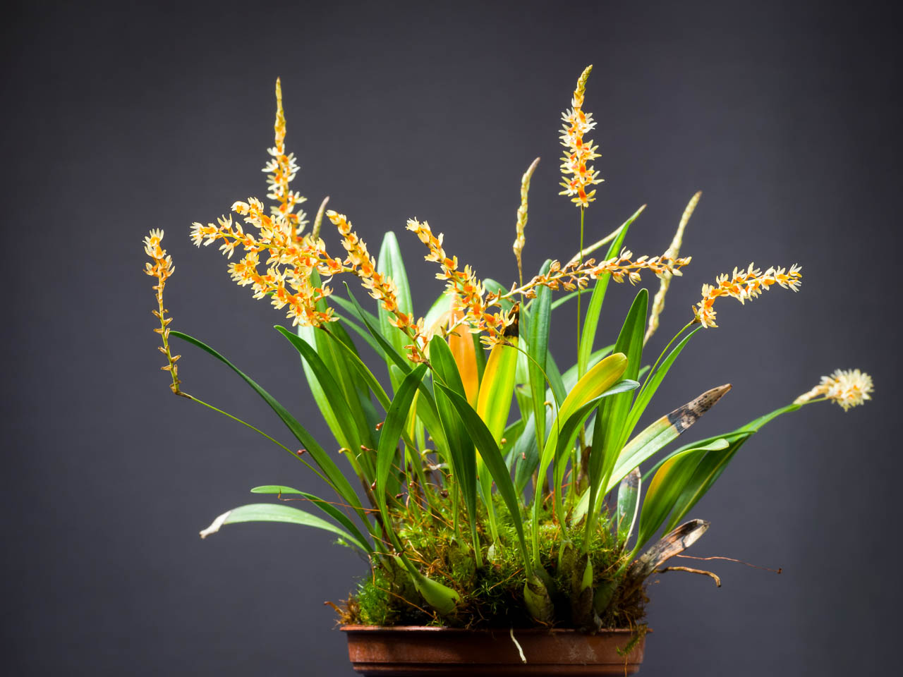 commons.wikimedia.org