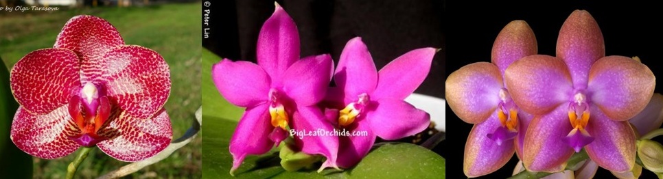 passiflora.ru