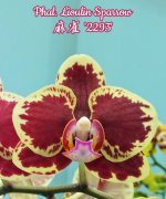 image-mikiorchid-2928.jpg