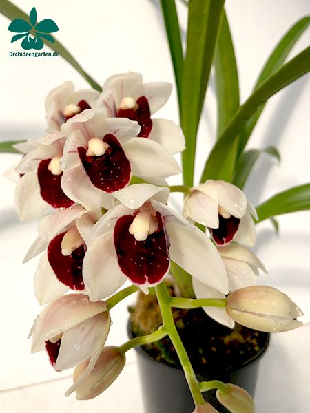 passiflora.ru