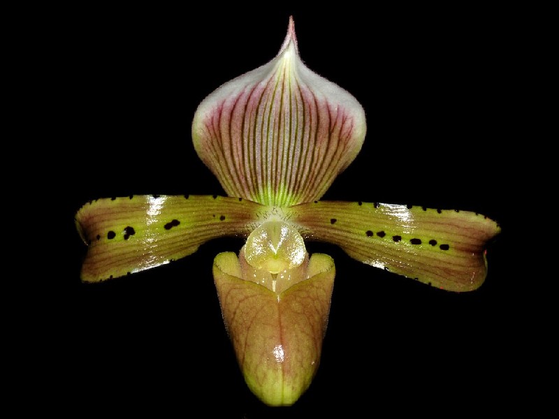 passiflora.ru