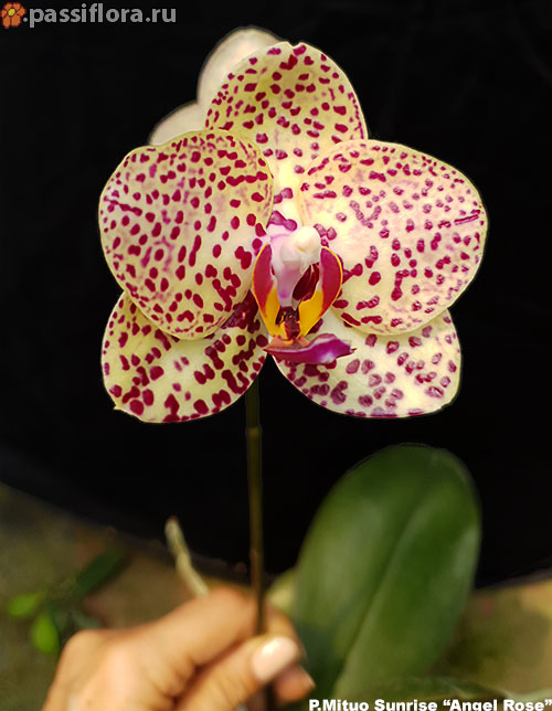 passiflora.ru