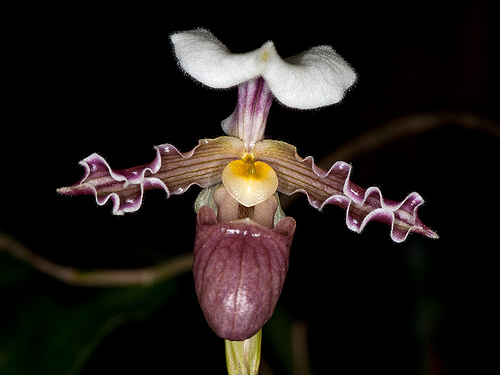 passiflora.ru