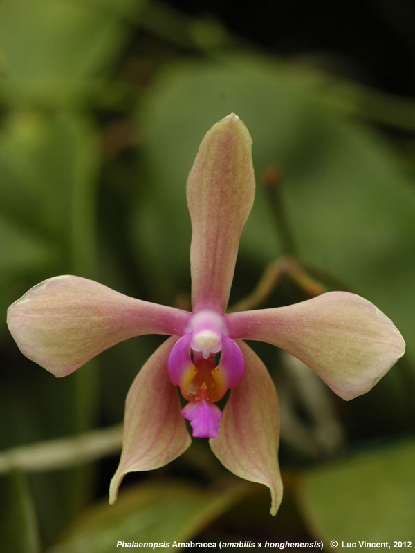 passiflora.ru