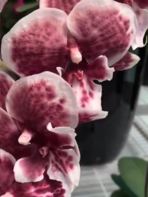 passiflora.ru