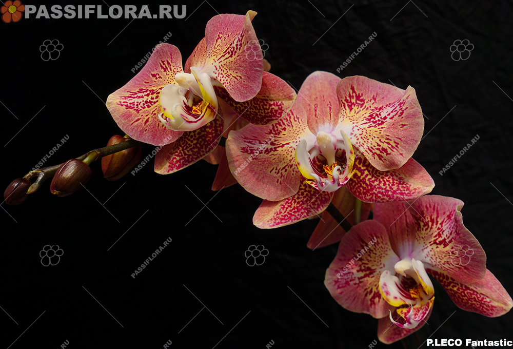 passiflora.ru