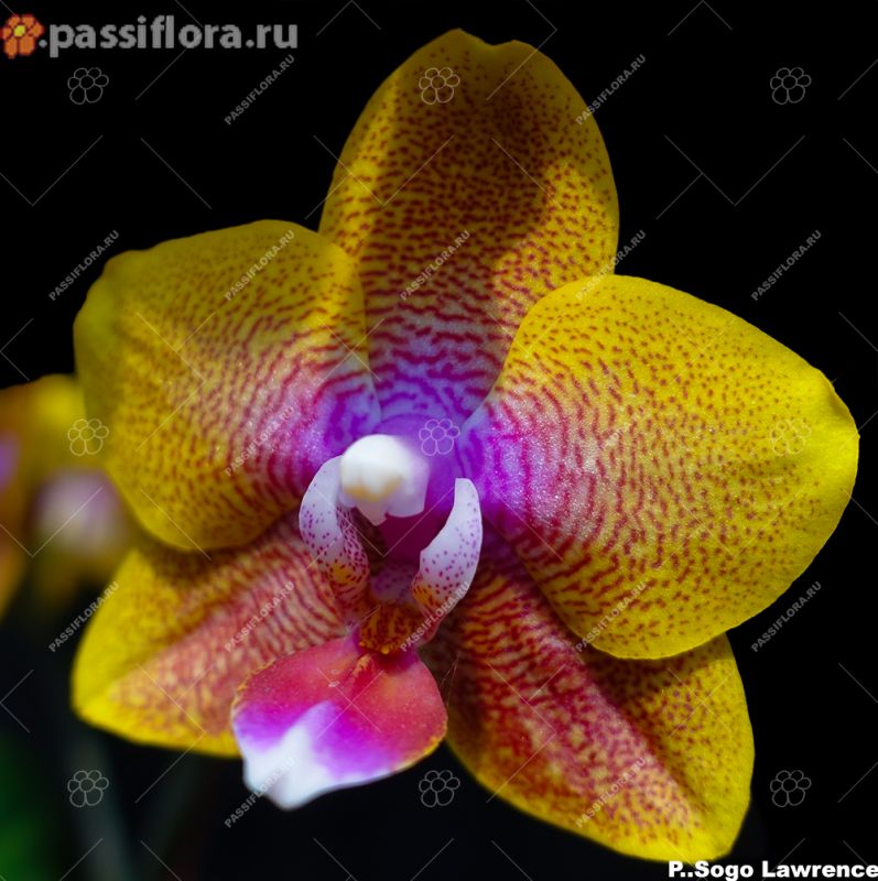 passiflora.ru