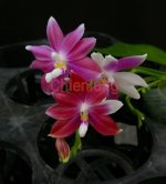 image-S-speciosa_chienlung__.jpg