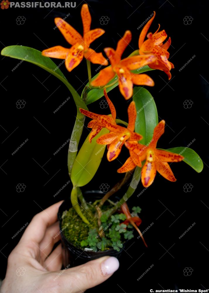 passiflora.ru