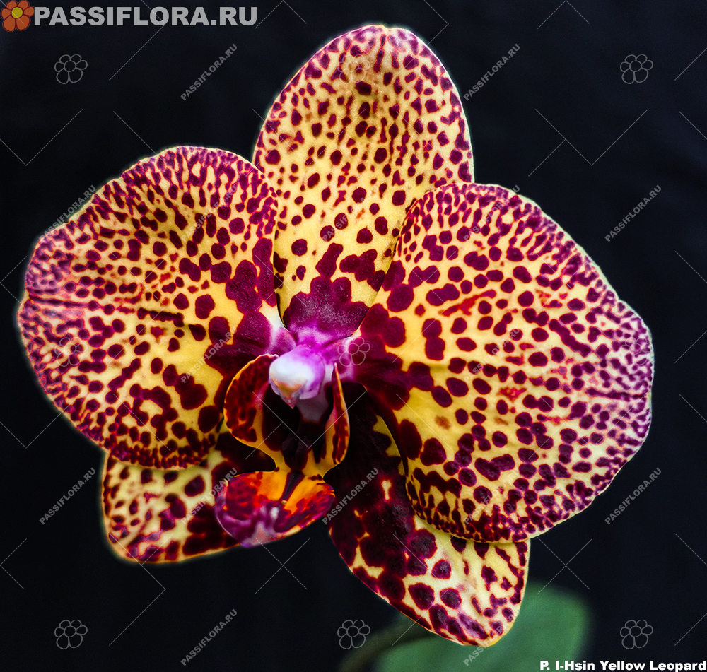 passiflora.ru