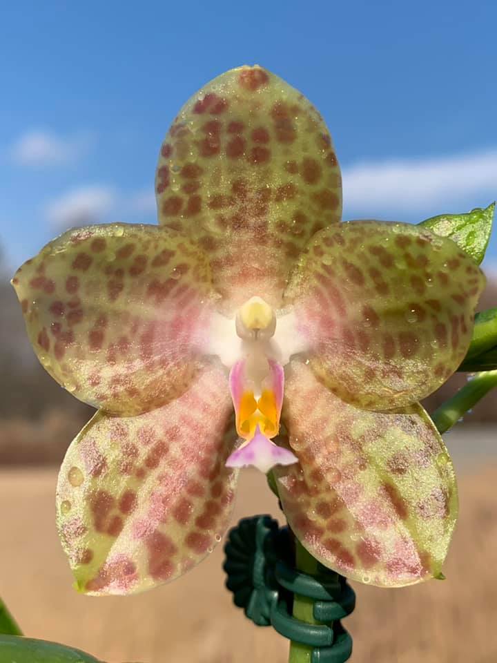 passiflora.ru