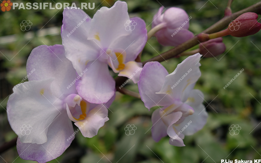 passiflora.ru