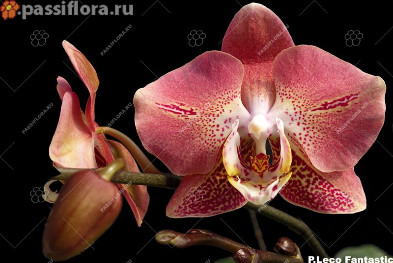 passiflora.ru