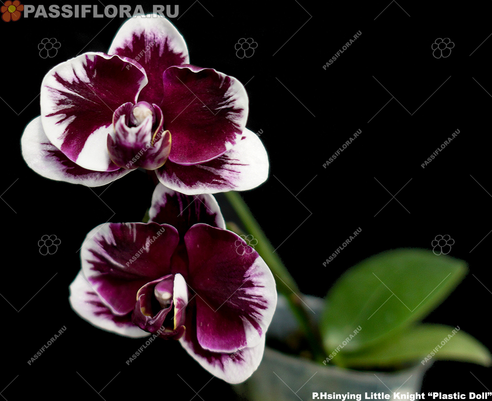 passiflora.ru