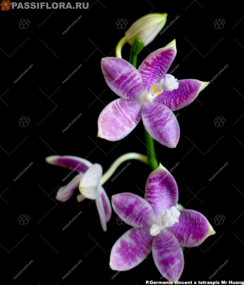 passiflora.ru