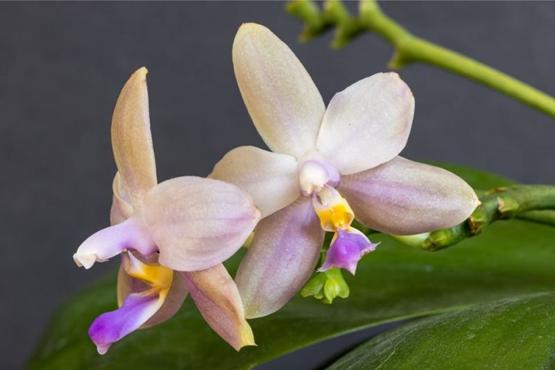passiflora.ru