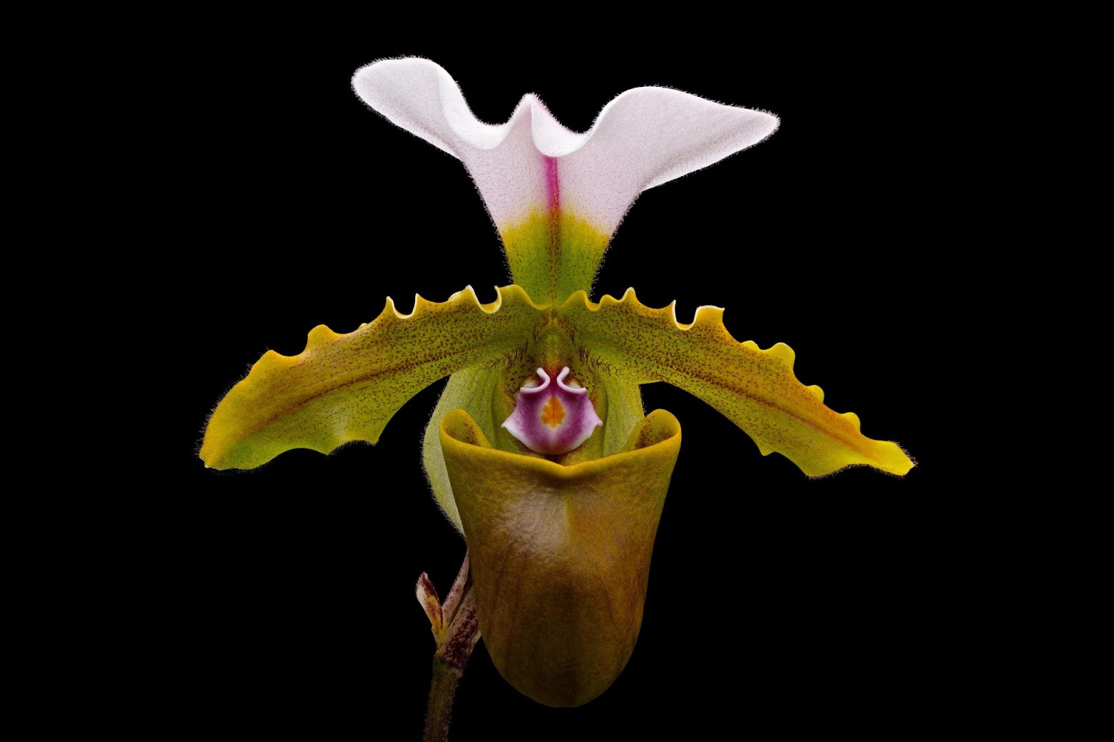 passiflora.ru