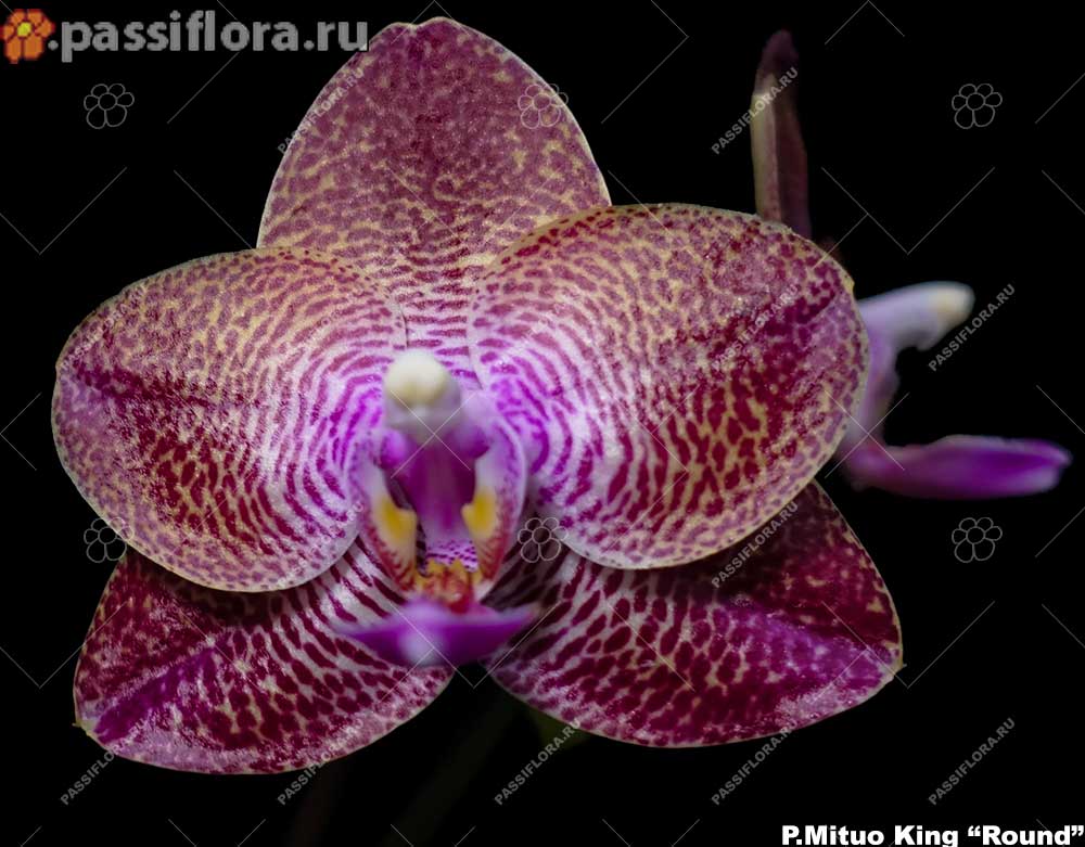 passiflora.ru
