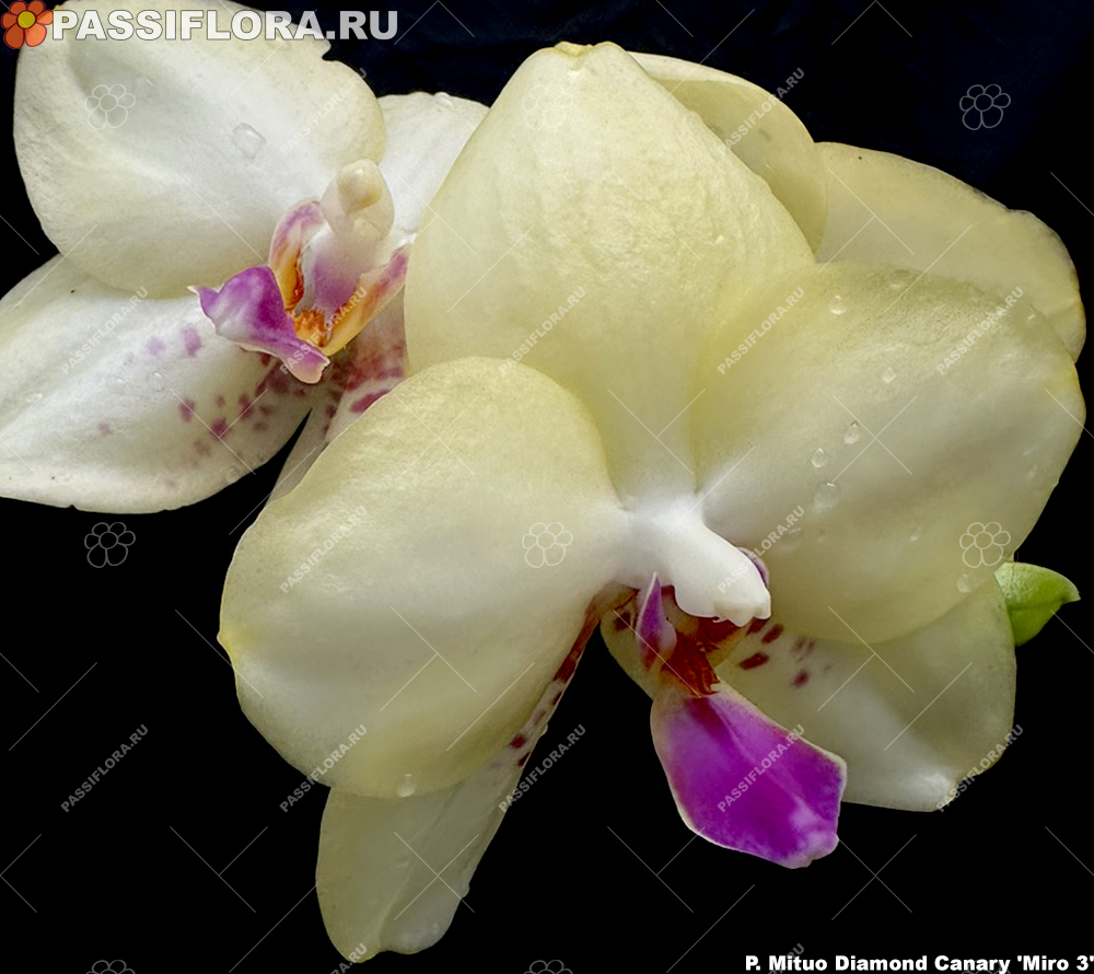 passiflora.ru
